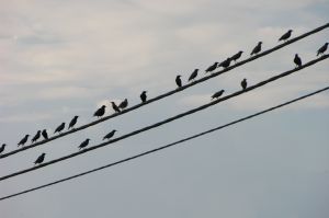 Why do birds sit on telephone lines?